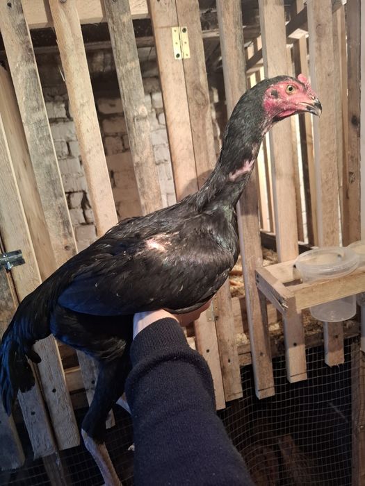 Август дакан продам