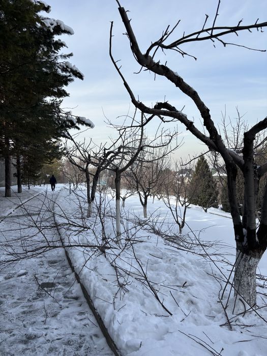 Обрезка деревьев