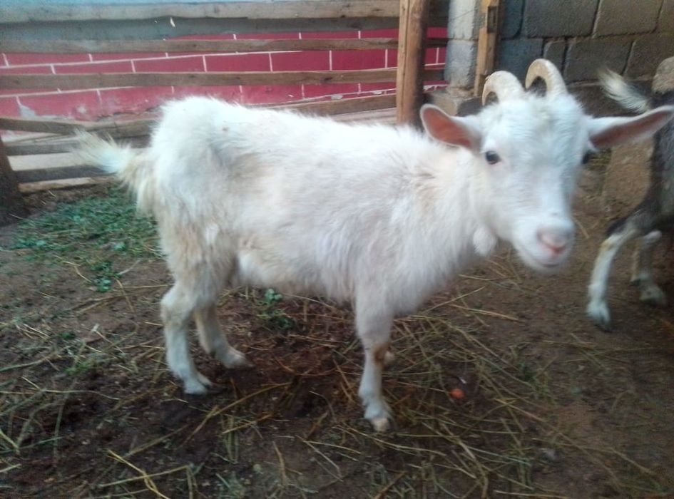 Срочно орыс ешкі сатылады