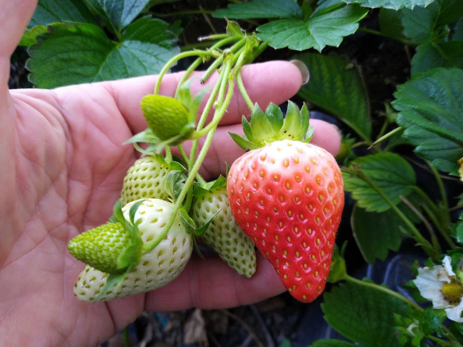 Ягоди разсад - лятна кампания