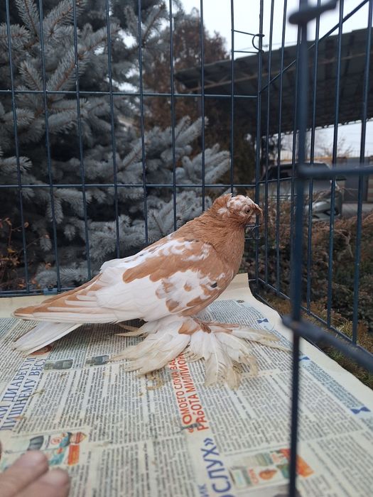 Продам молодого навата 2025