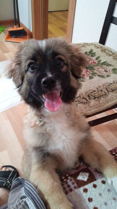 Потерялась собака