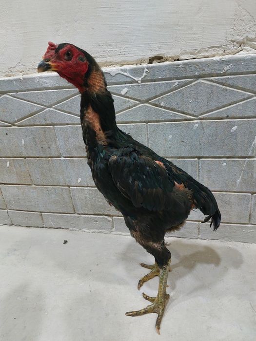 Ganoy dakan privaznoy