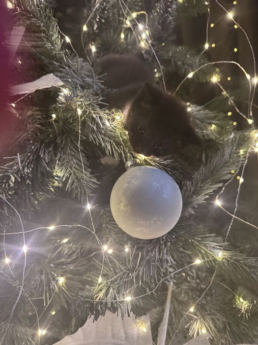 Ктоята скотиш страйт