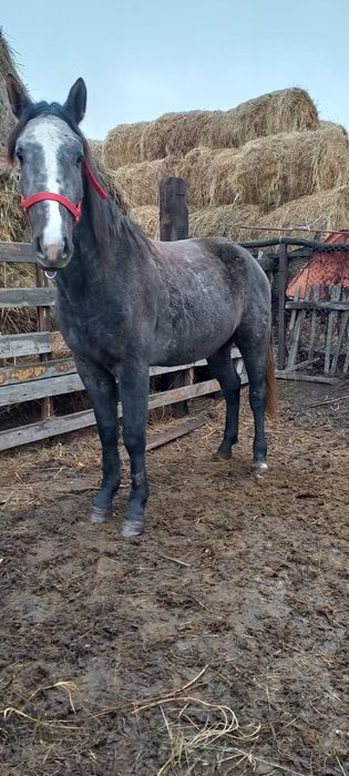 Продам жеребец .