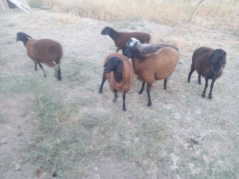 7 ta sog'lom qo'ylar sotiladi