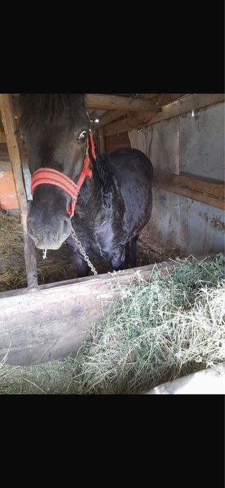 Manza de vanzare sau schimb