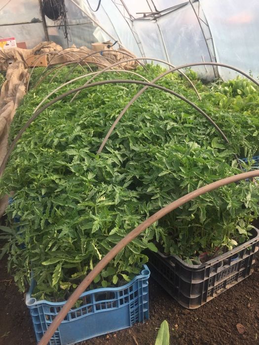 Разсад ранни домати пипер краставици