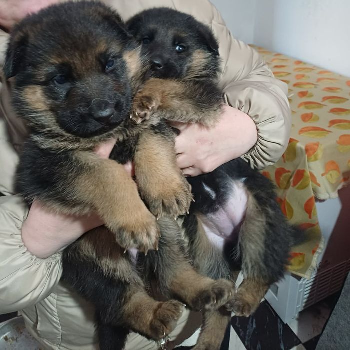 Немски овчарки Момичета