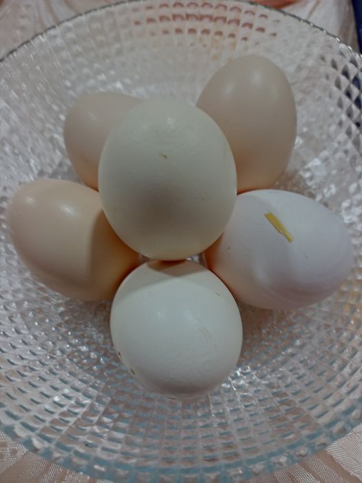 Инкубационные яйца