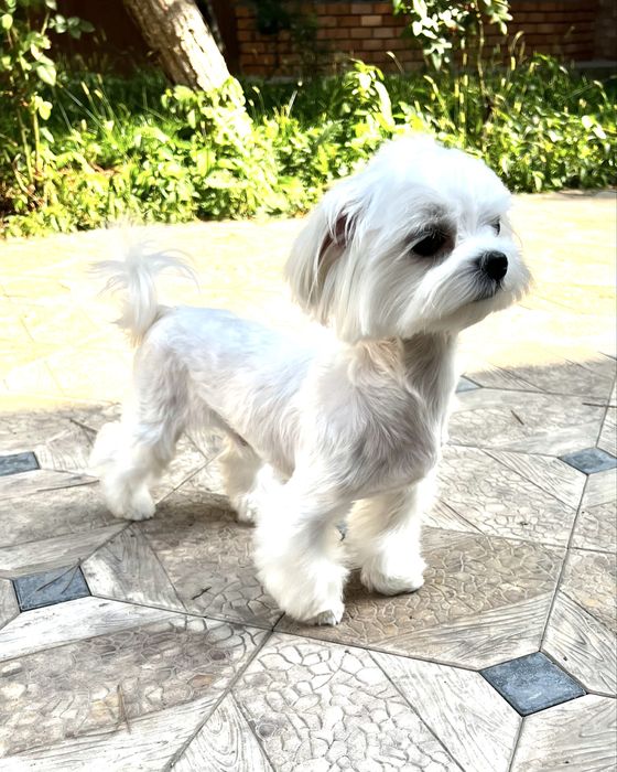 Мальтезе, мальчик-мини, бэбифэйс