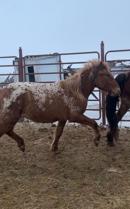 Кунан    (шубар)