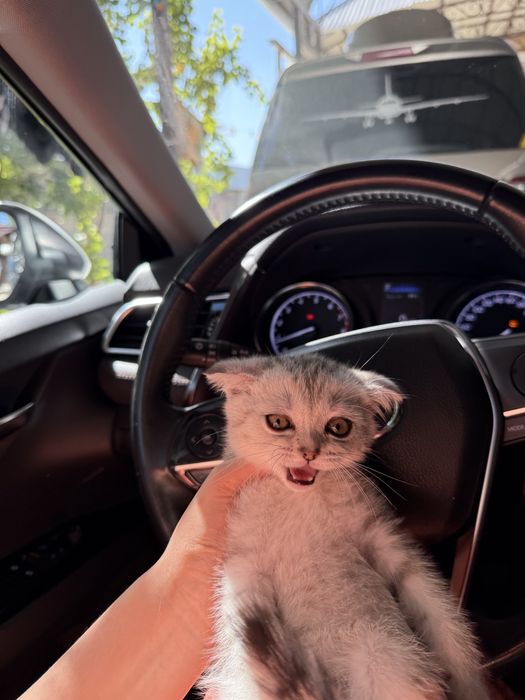 Веслаухи кот мальчик