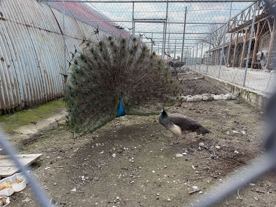 Продавам работещи пауни