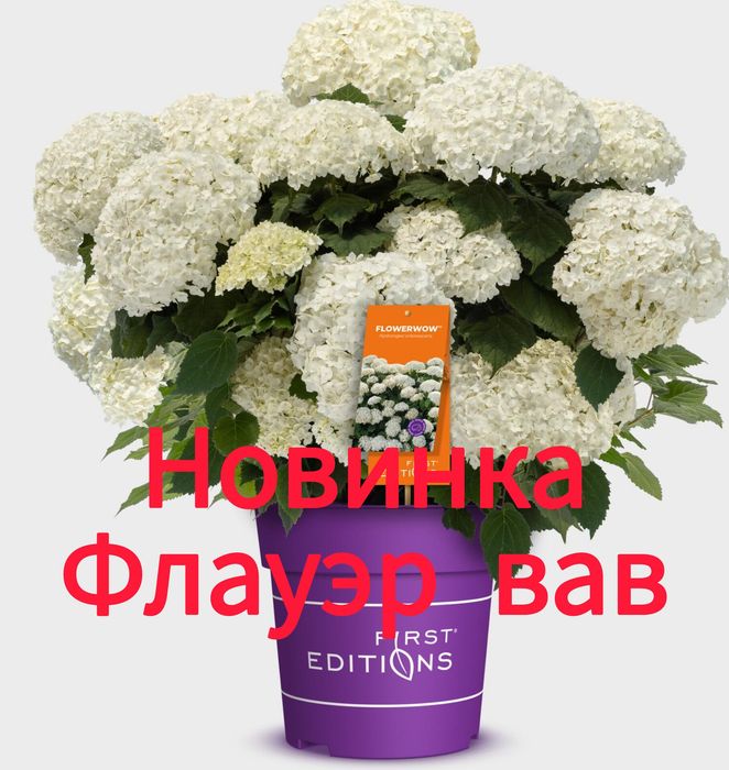 Гортензия древовидная - новинки . В наличии 5 сортов .