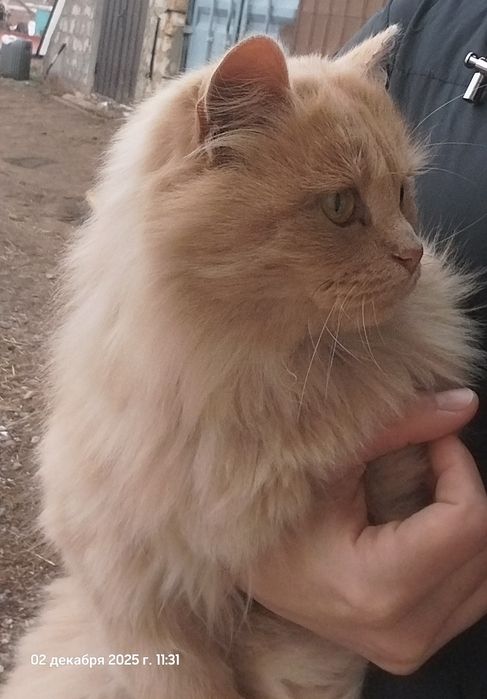 Пушистая красавица