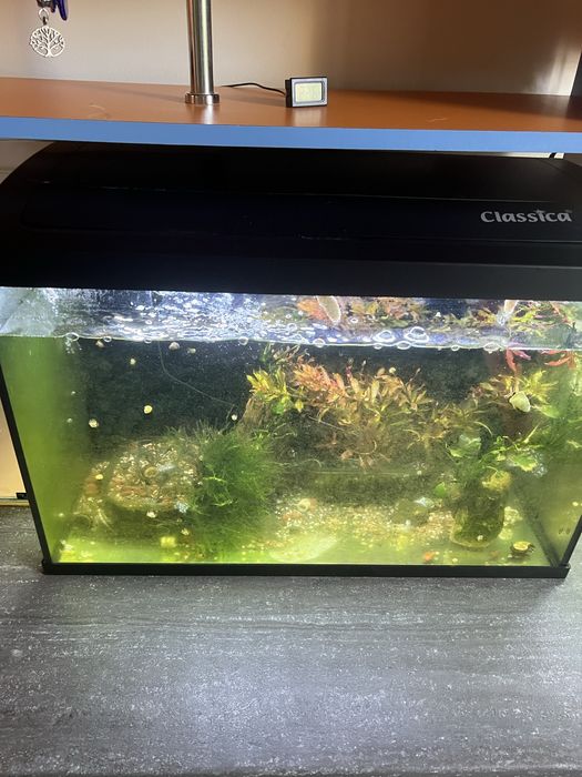 Acvariu Classica Eco 60