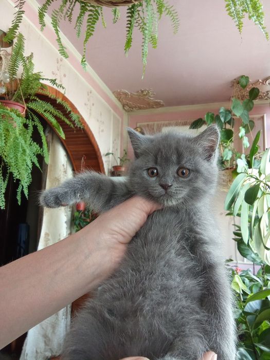 Две девочки, британки
(скотиш фолд, скотиш страйт)
От правильной вязк