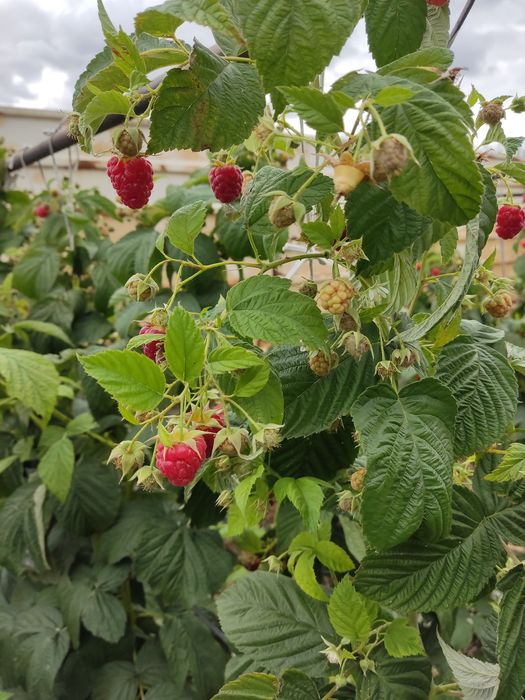 Продам малину, сладкая, крупная.