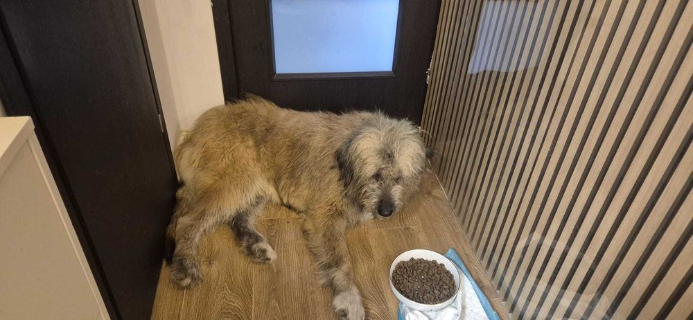 Luna, metis de ciobanesc, isi cauta casuta