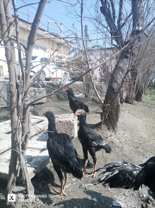 Паррандалар сотилади