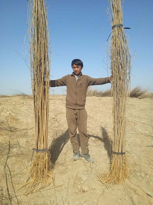 Tut ko'chatlari optom