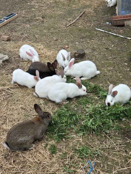 Vând iepuri de carne