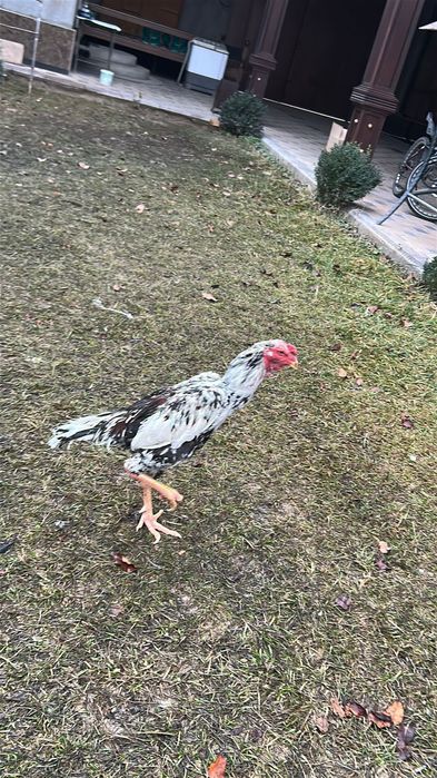 Дакан кораз 35.000