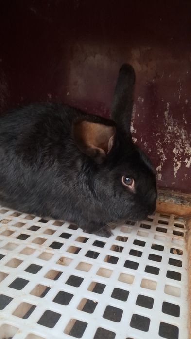 Erke Quyon Sotiladi 4 kilo