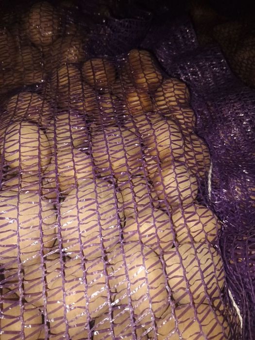 Семена картофеля элита