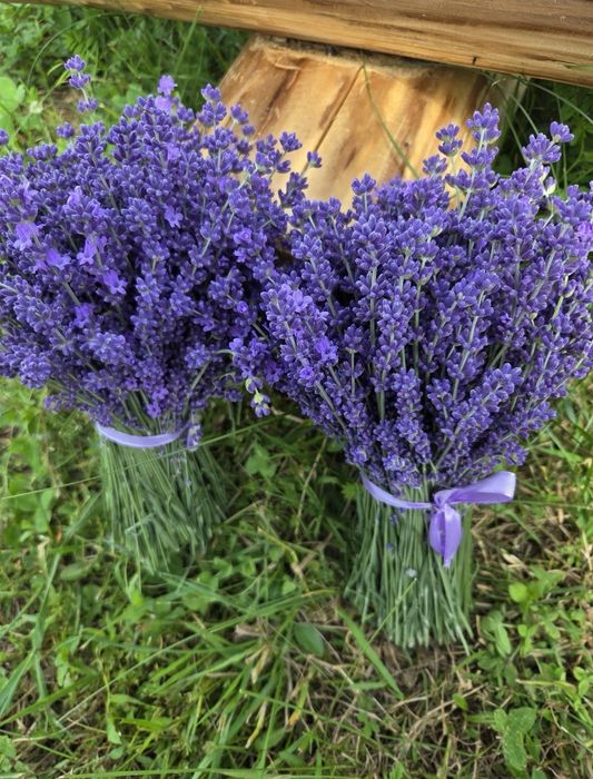 Vând buchete de lavanda Bio