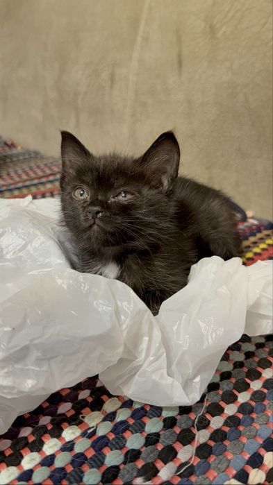 Персидские полукровки читать ниже