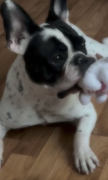 детский садик для животных