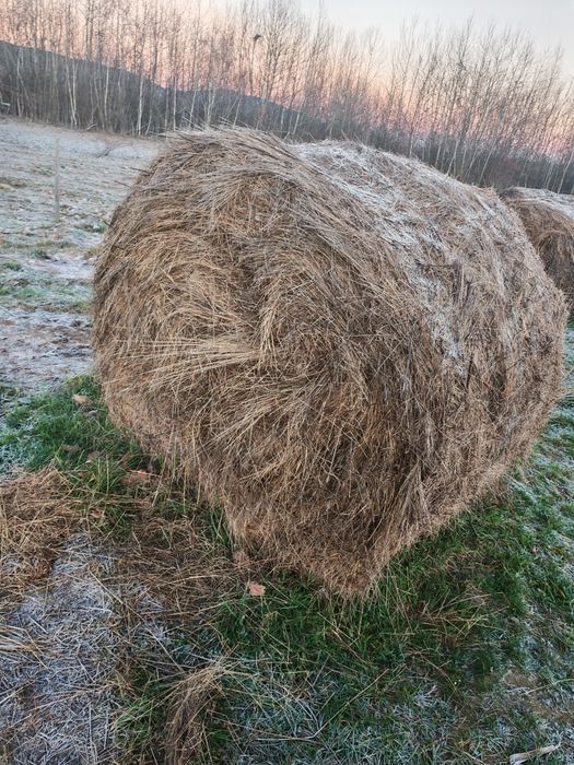 Baloti FAN 2025 ofer transport la cerere 160x120