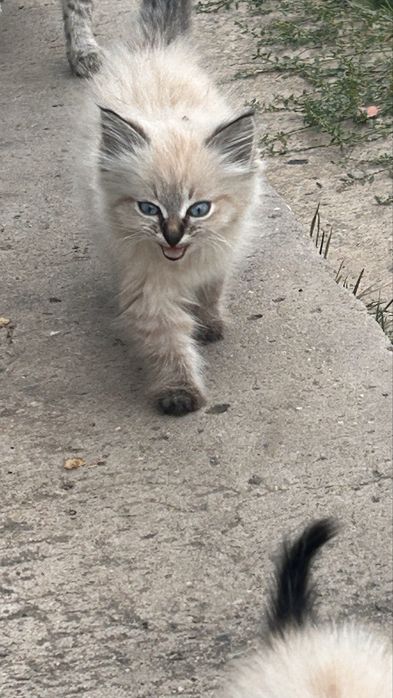 Отдам котят в хорошие руки
