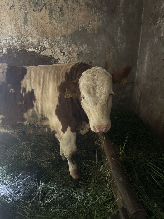 Vitel 300kg balțata romaneasca