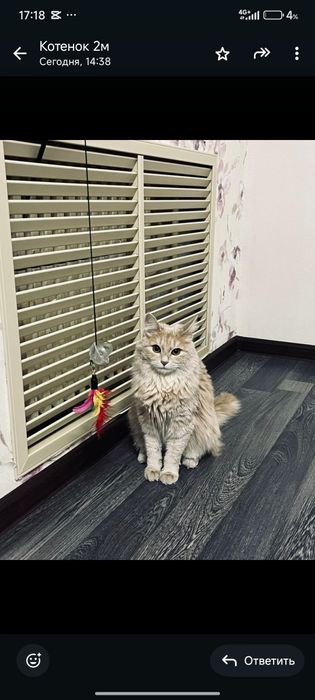 Ищем кота на вязку!!