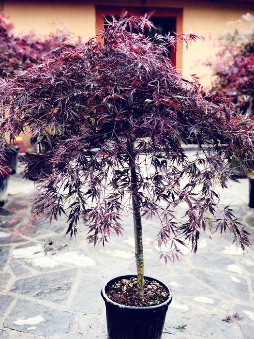 Artar Japonez, pon pon, pinus mugo, palmier, alun rosu, ienupar