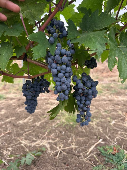 Struguri pentru vin