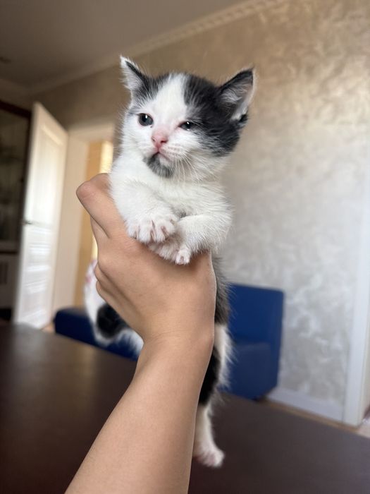 Котята даром 1,5мес