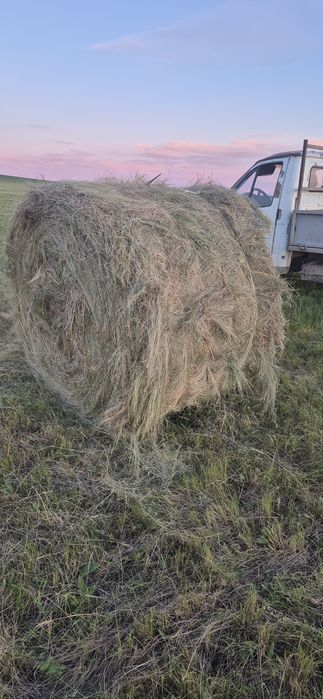Сено сухое зеленое