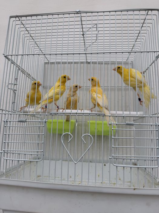 Kanareyka maladoyla 3 oyli