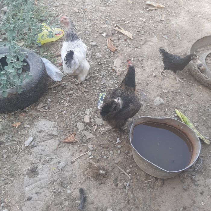 Куре и цыплят домашних