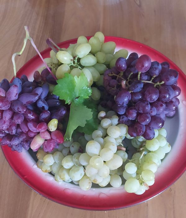 Виноград саженцы