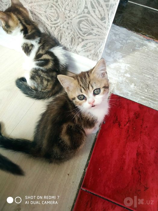 Продаются котята