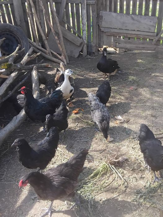 Pui Australop  de vanzare