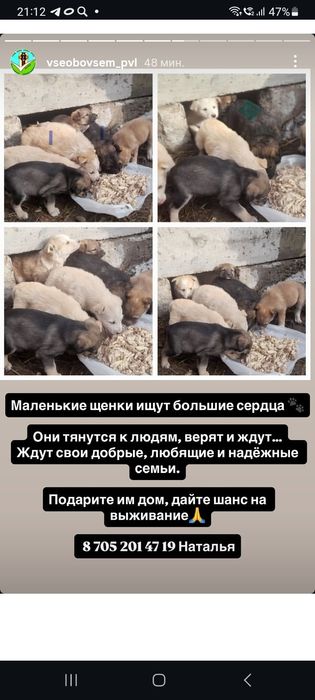 Щенки в ДОБРЫЕ руки