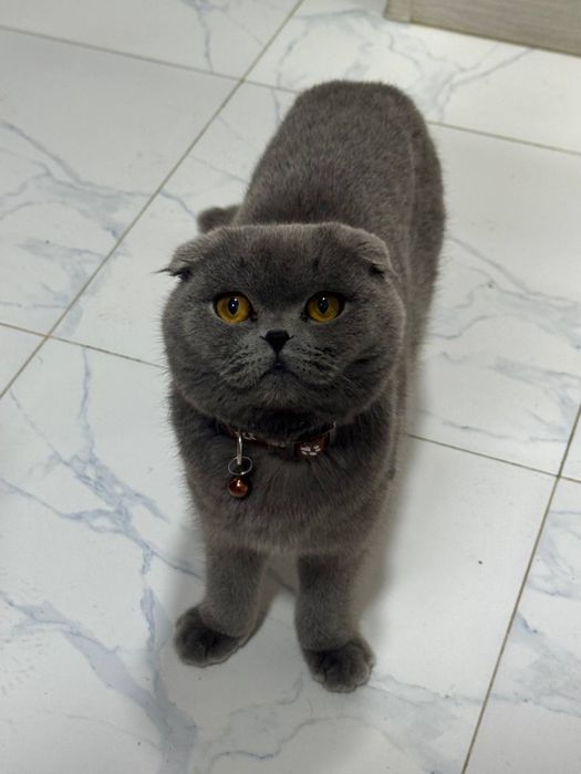 Scottish fold sotiladi