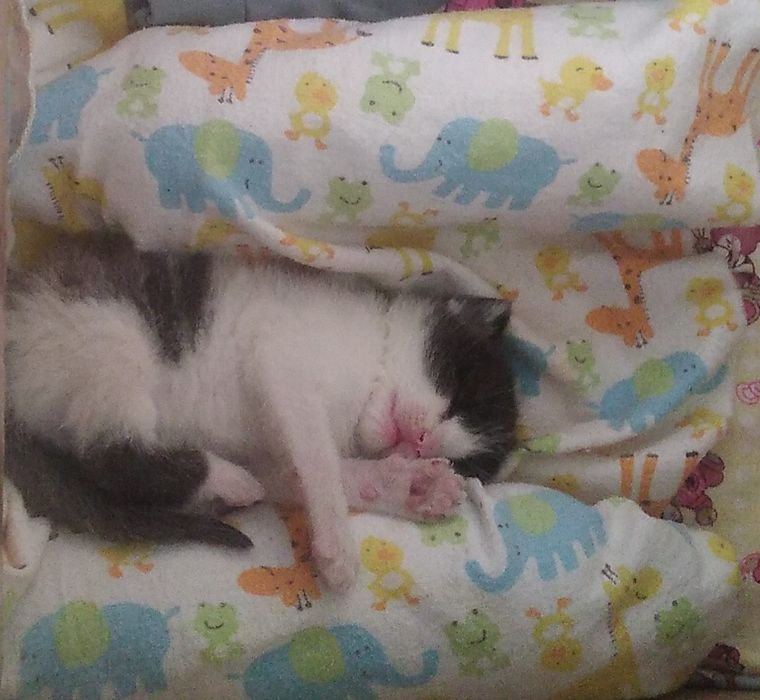 Отдам котёнка в добрые руки