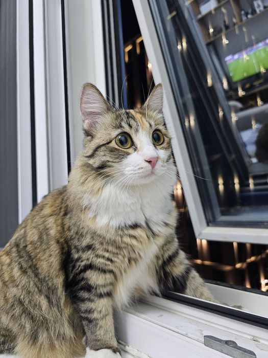 Отдам в добрые руки кошку